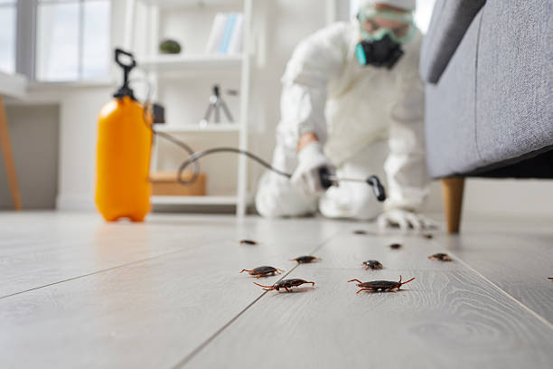 Post-Treatment Bed Bug Interceptor Monitoring in Elk City